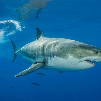 A great white shark, Carcharodon carcharias, off Guadalupe Island, Mexico. Copyright: DavidxFleetham/StocktrekxImages DFL401847U