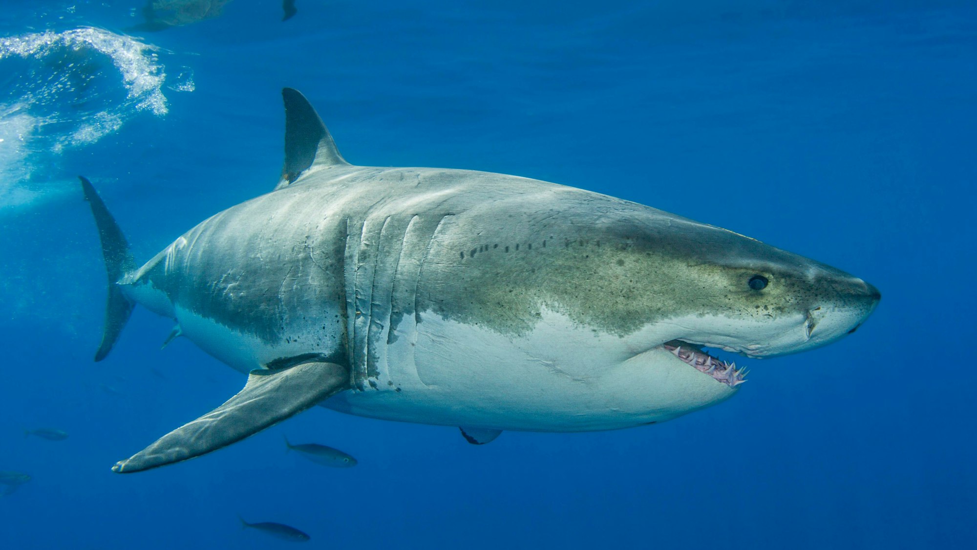 A great white shark, Carcharodon carcharias, off Guadalupe Island, Mexico. Copyright: DavidxFleetham/StocktrekxImages DFL401847U