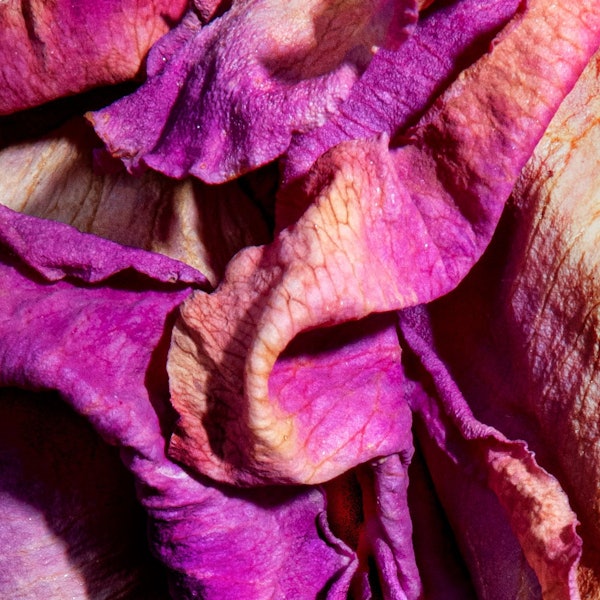 Das Bild zeigt die Großaufnahme einer Blüte.