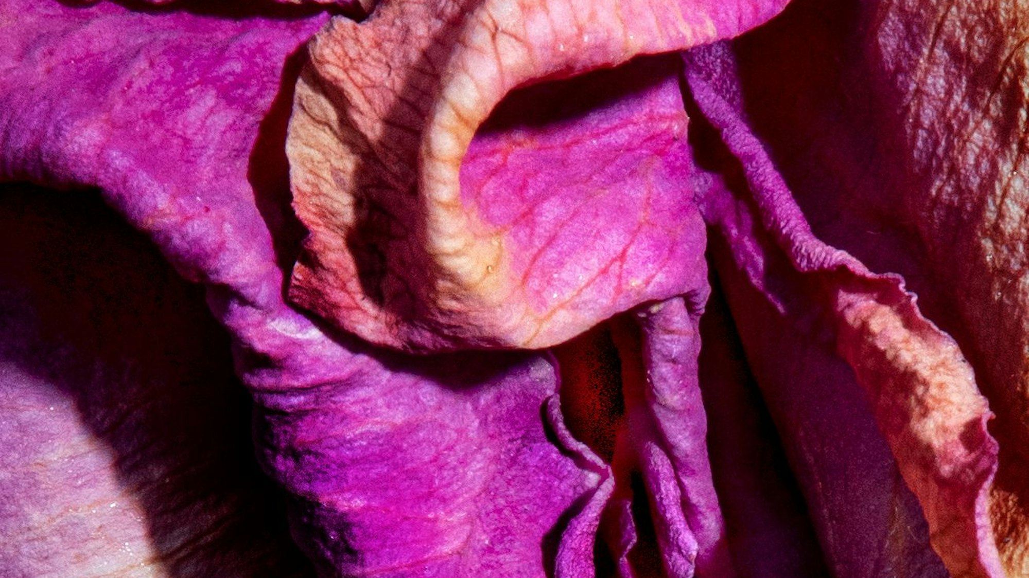 Das Bild zeigt die Großaufnahme einer Blüte.