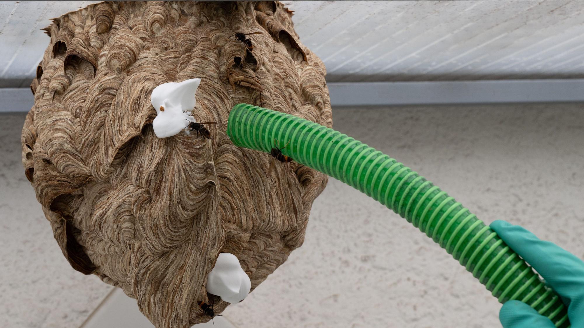 Ein Nest der Asiatischen Hornisse mit Rasierschaum verschlossen ist zu sehen.