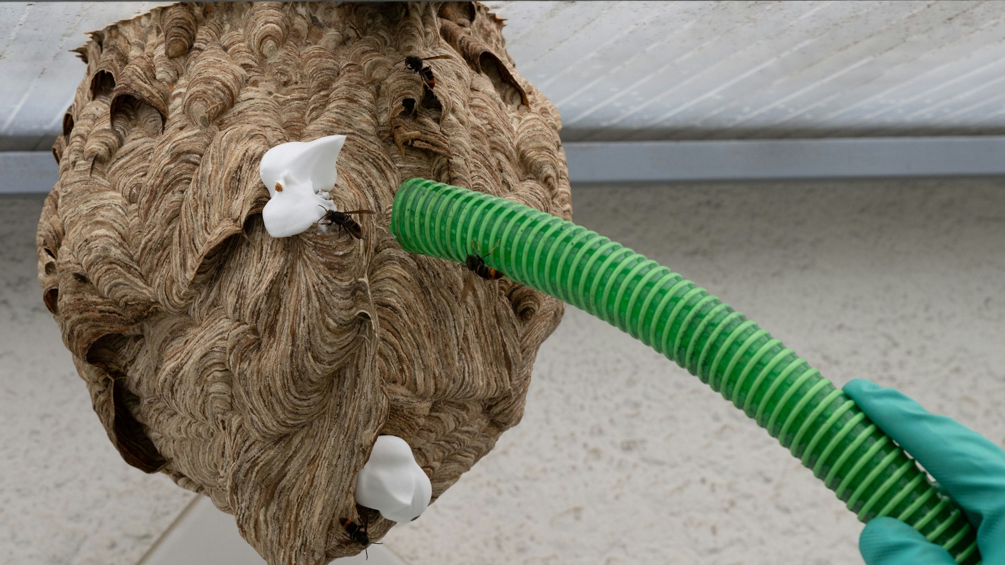 Ein Nest der Asiatischen Hornisse mit Rasierschaum verschlossen ist zu sehen.