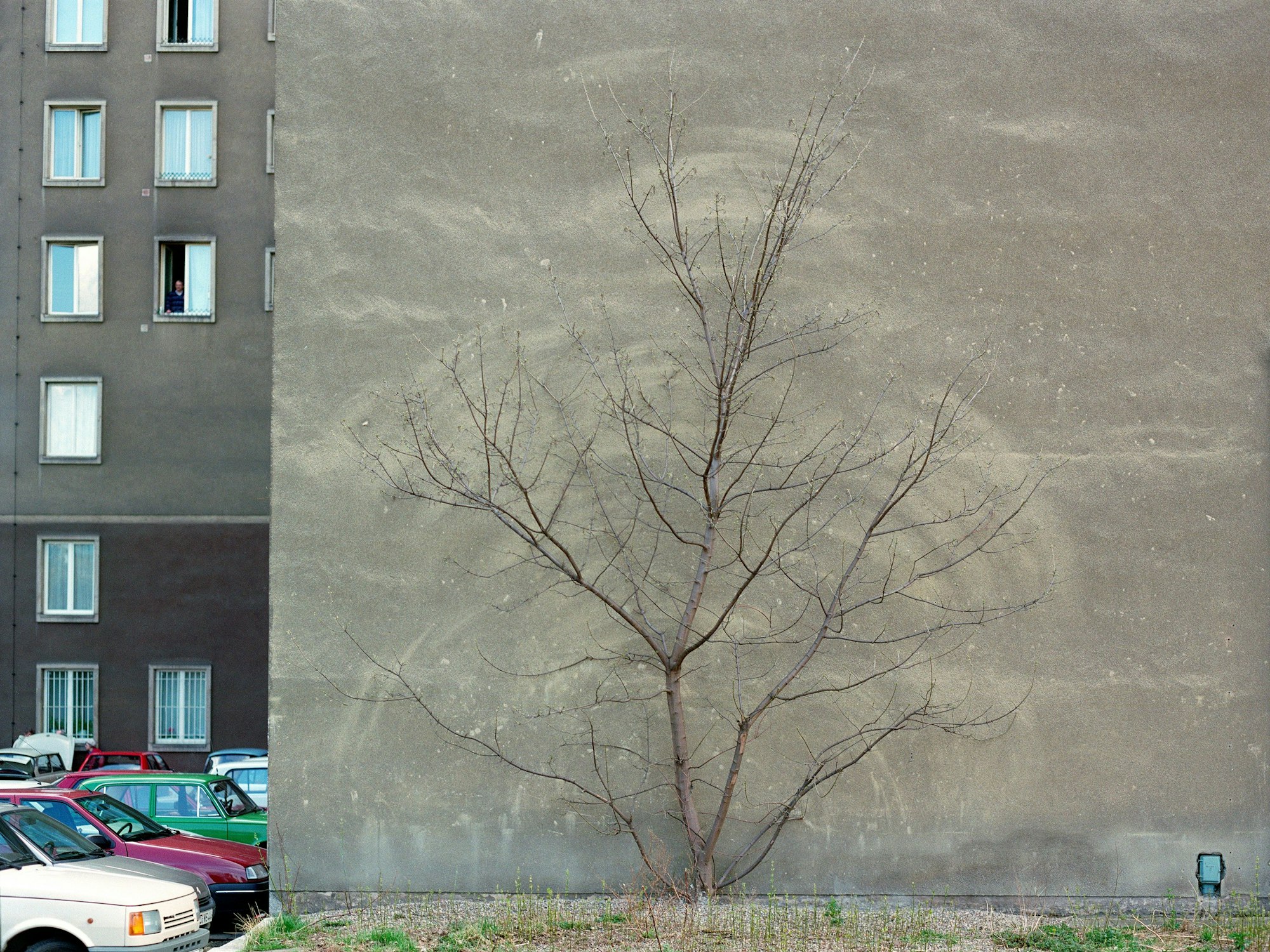 Ein kahler Baum steht vor einer Hauswand.
