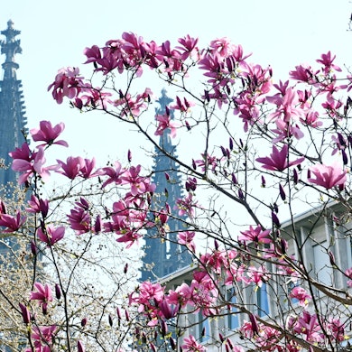 Magnolien mit Domspitzen. Fotografiert im Innenhof der Residenz am Hof. Foto: Alexander Schwaiger