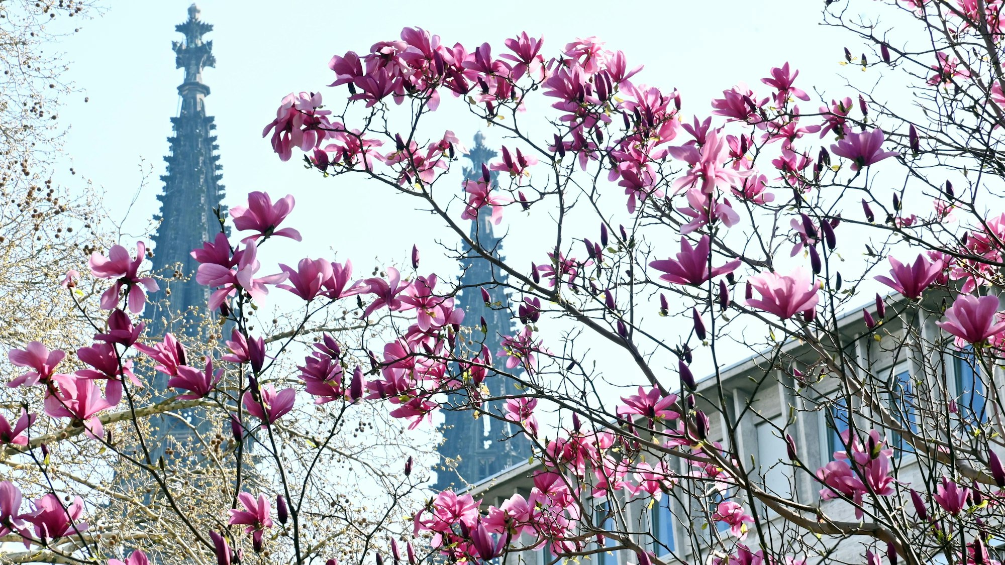 Magnolien mit Domspitzen. Fotografiert im Innenhof der Residenz am Hof. Foto: Alexander Schwaiger