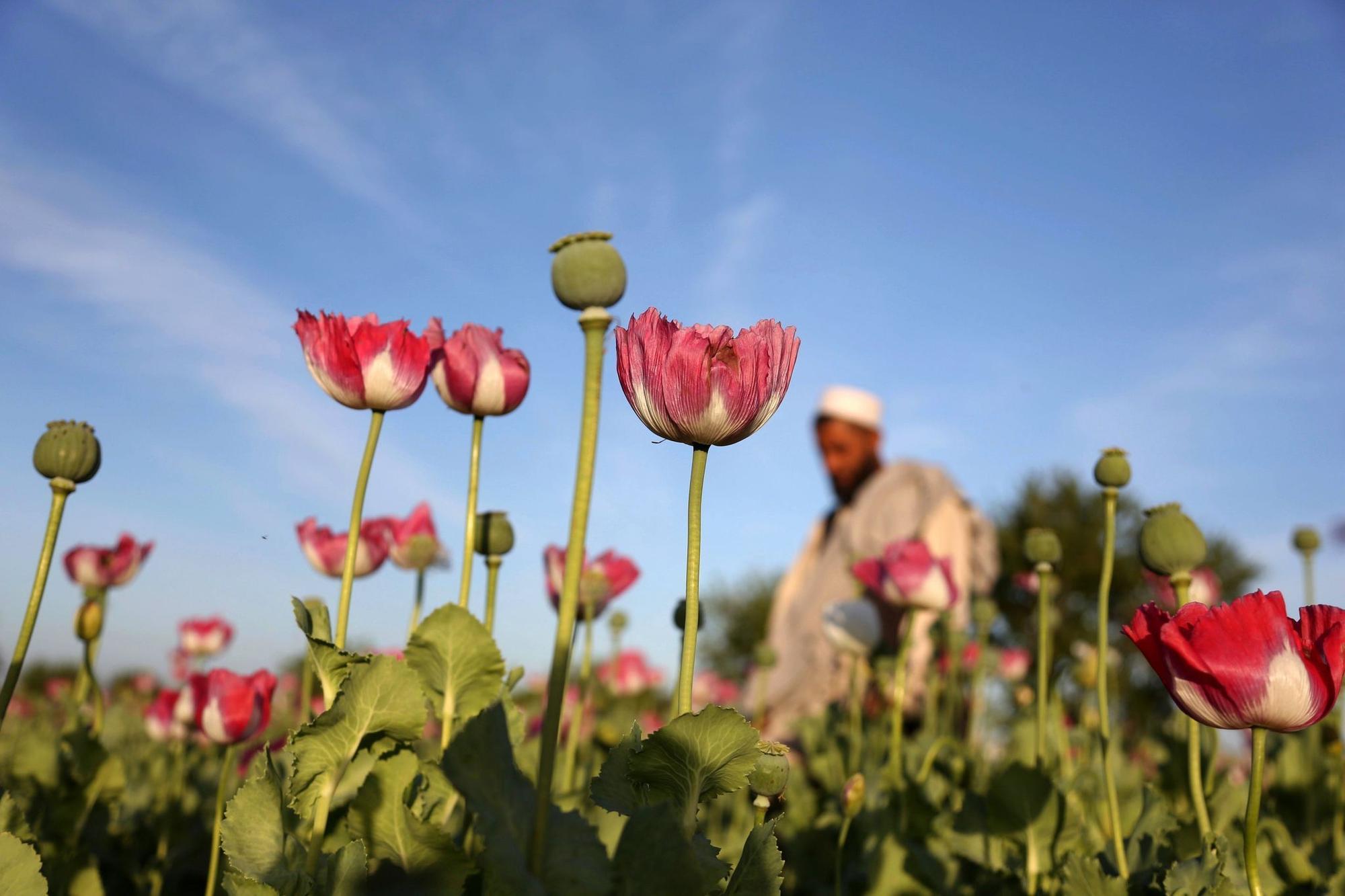 Mohnfeld in Afghanistan