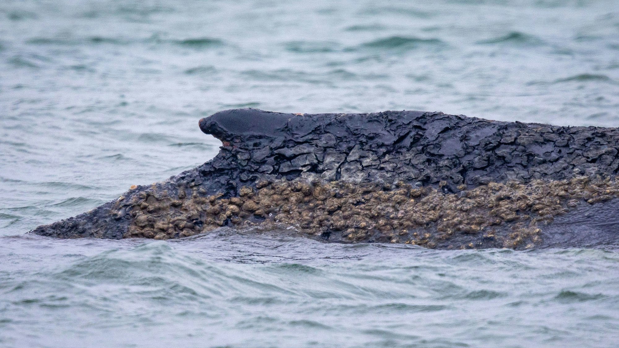 Deutlicher Bewuchs als Folge einer Hautkrankheit sind auf dem Wal zu erkennen.