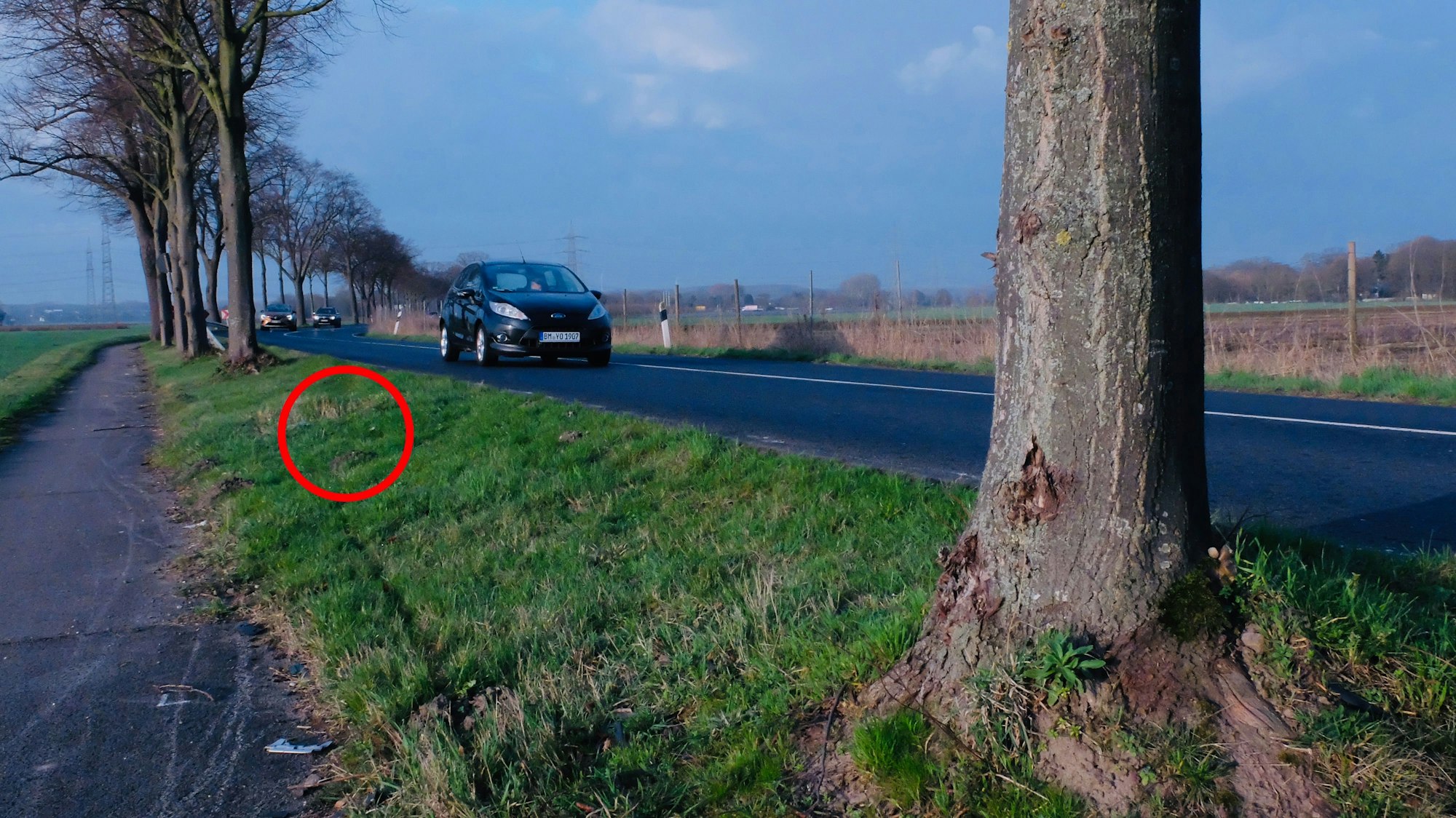 An einer Straße stehen Bäume.