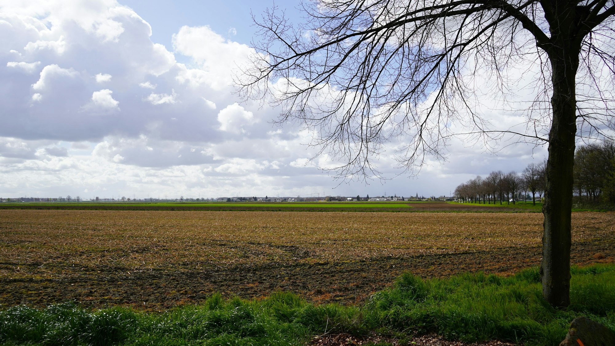 Das Foto zeigt ein Feld.