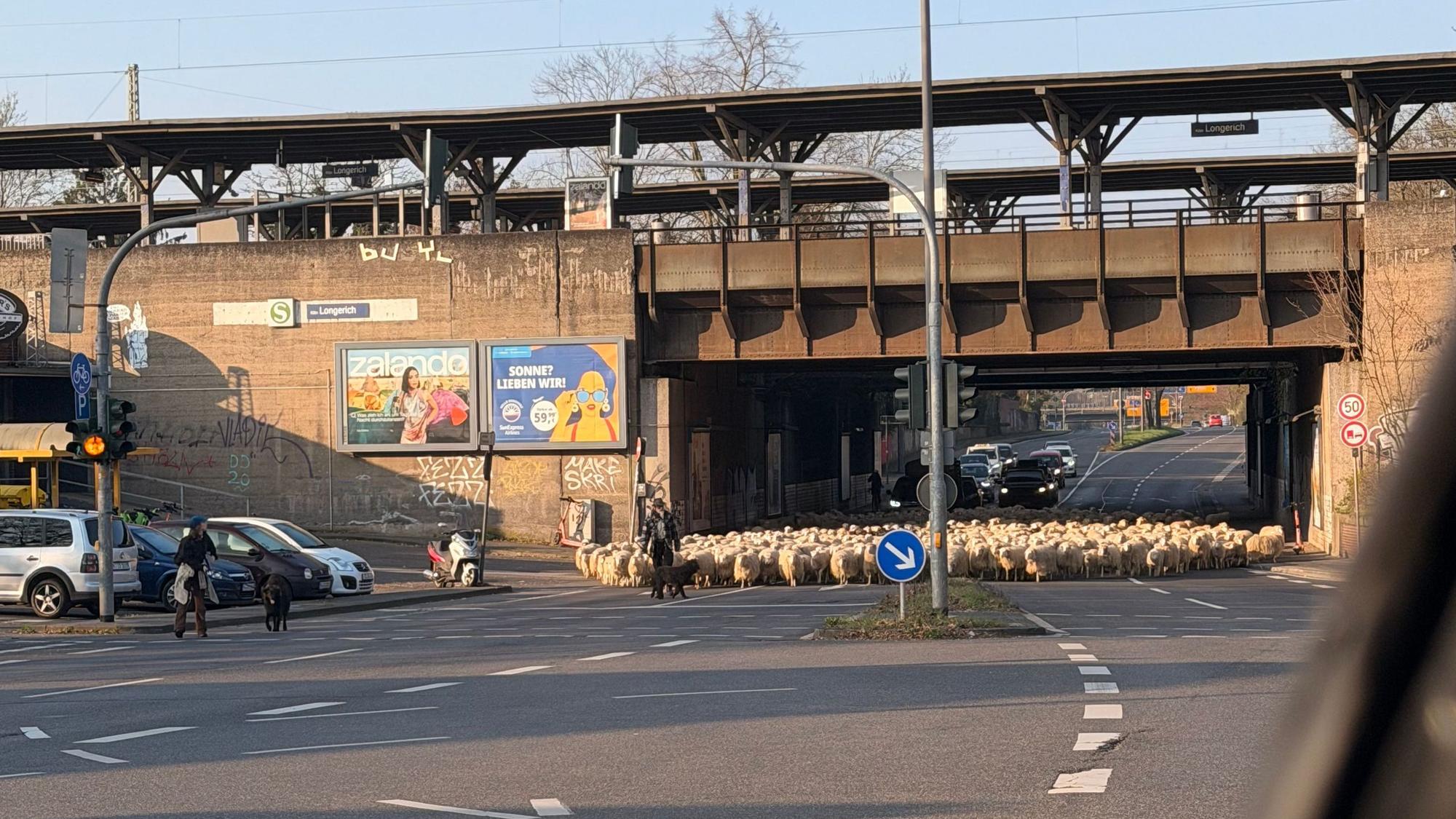 Schafherde wird unter der S-Bahn-Haltestelle Longerich durchgeführt. Im Vordergrund eine Hirtin oder ein Hirte und ein Hütehund.