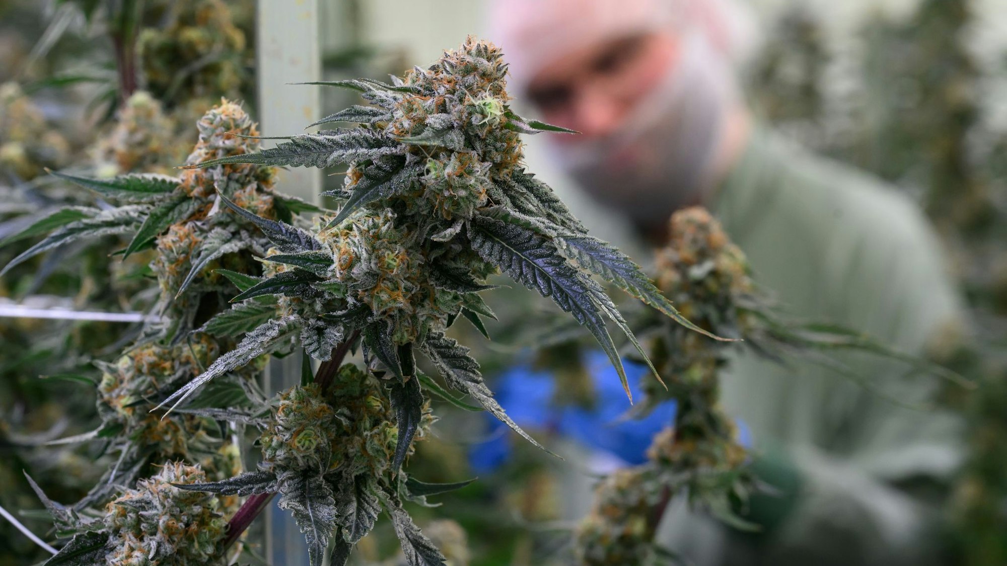 Produktion von medizinischem Cannabis