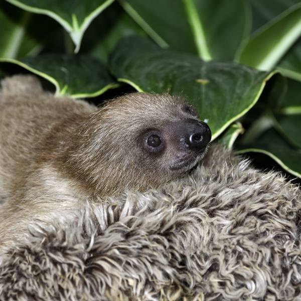 Faultier-Baby im Kölner Zoo