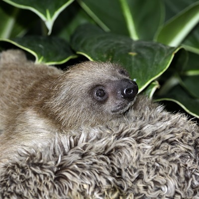 Faultier-Baby im Kölner Zoo