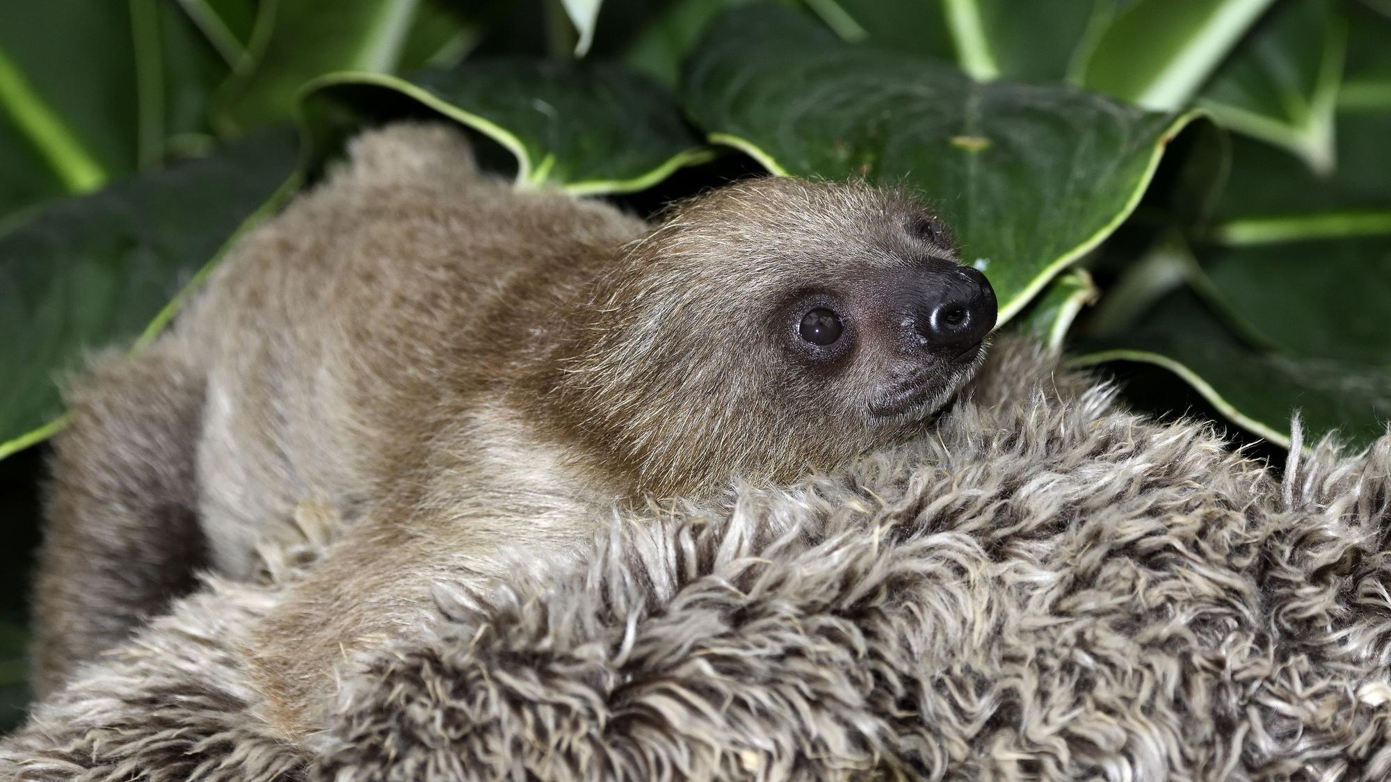 Faultier-Baby im Kölner Zoo