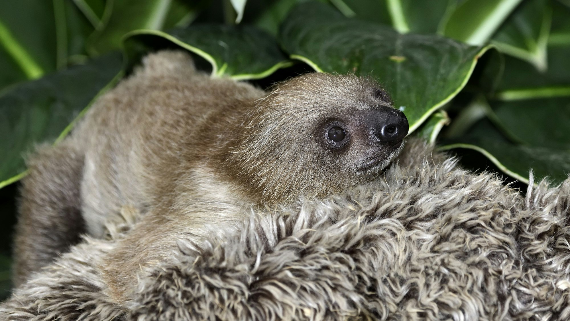 Faultier-Baby im Kölner Zoo