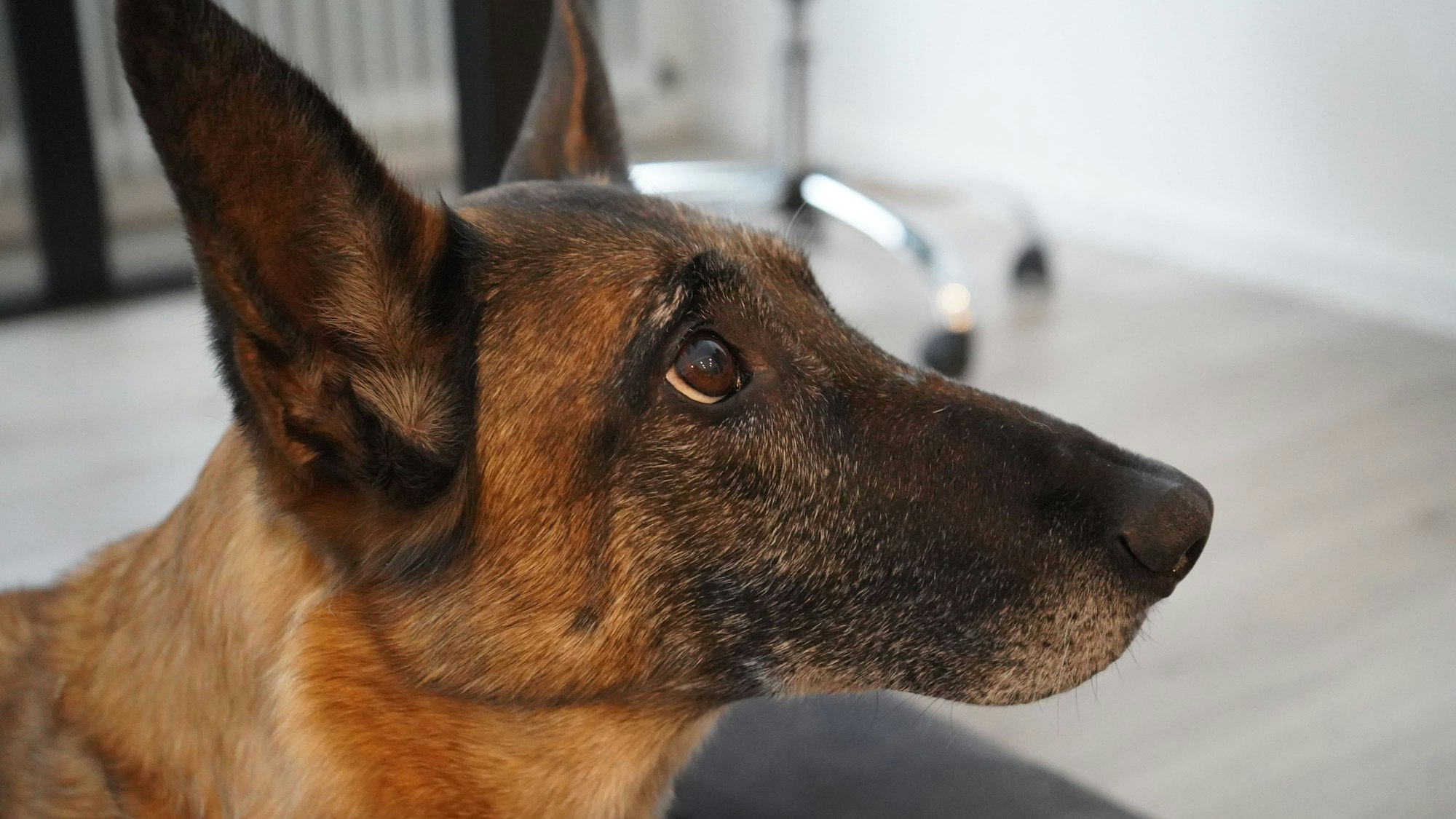 Das Bild zeigt die Hündin, sie hat eine lange Schnauze und spitze Ohren