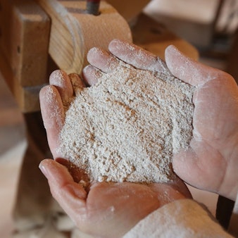 Ein Müller hält Roggen-Vollkornmeh in den Händen