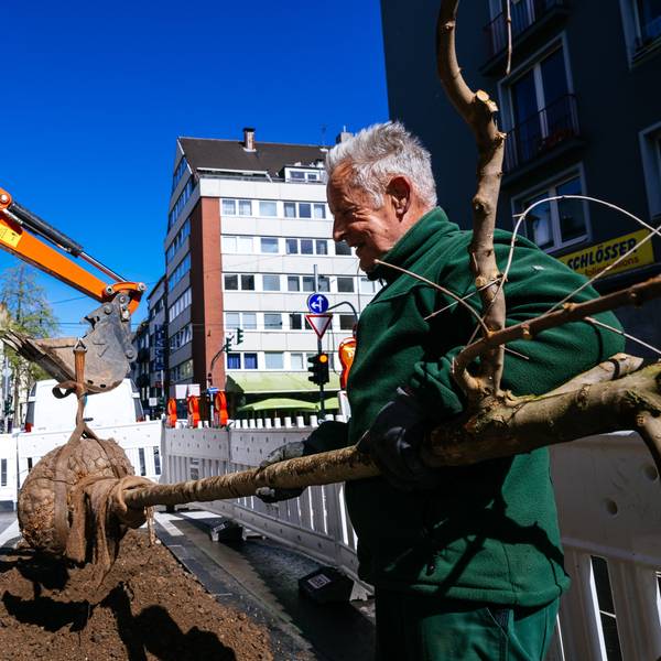Baumpflanzung auf der Brüsseler Straße