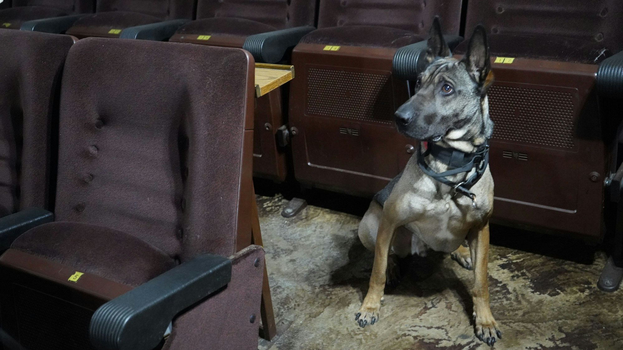 Das Bild zeigt den sitzenden Hund vor einem der Sitze.