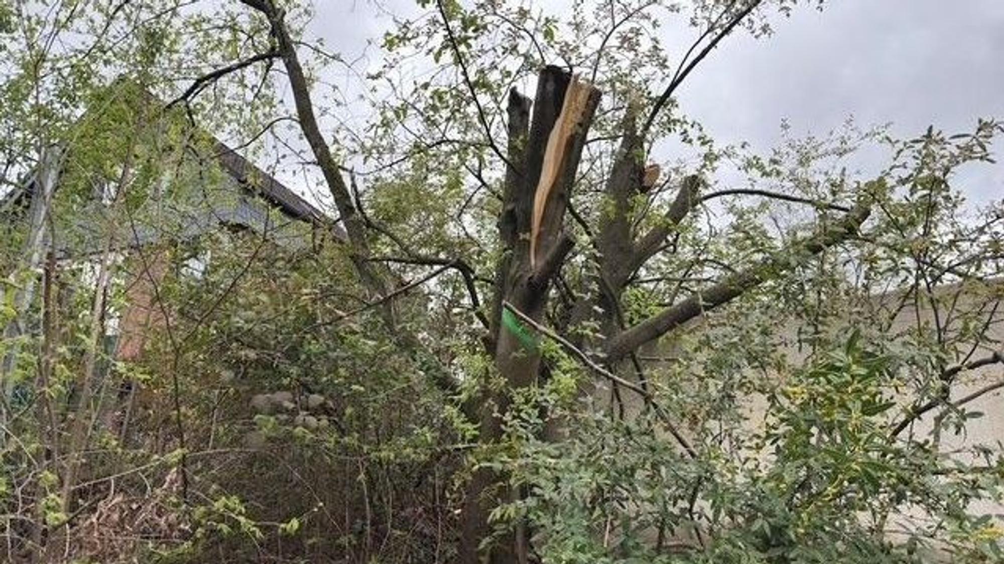 Ein Baum mit herausgeschnittener Krone