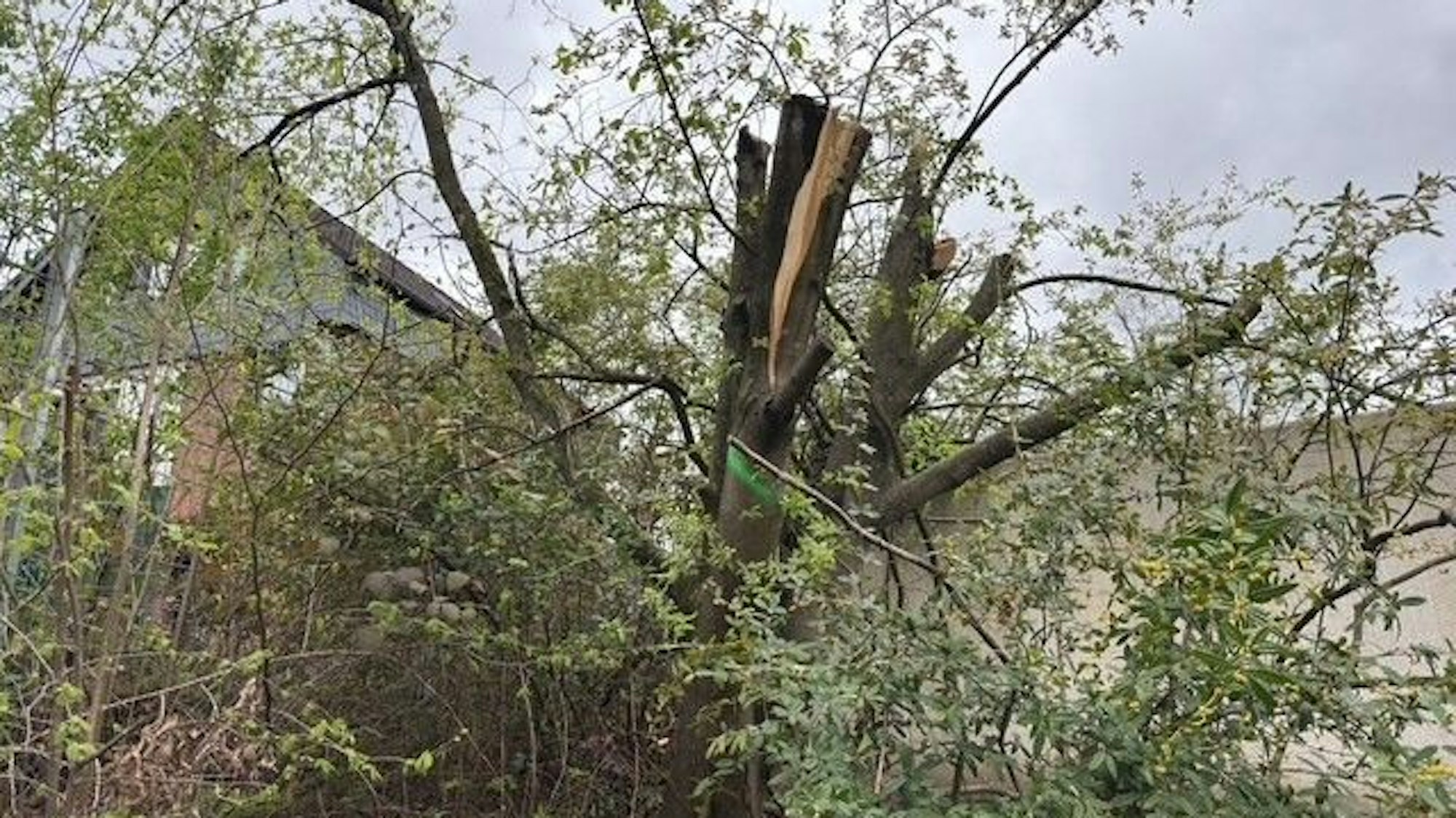 Ein Baum mit herausgeschnittener Krone