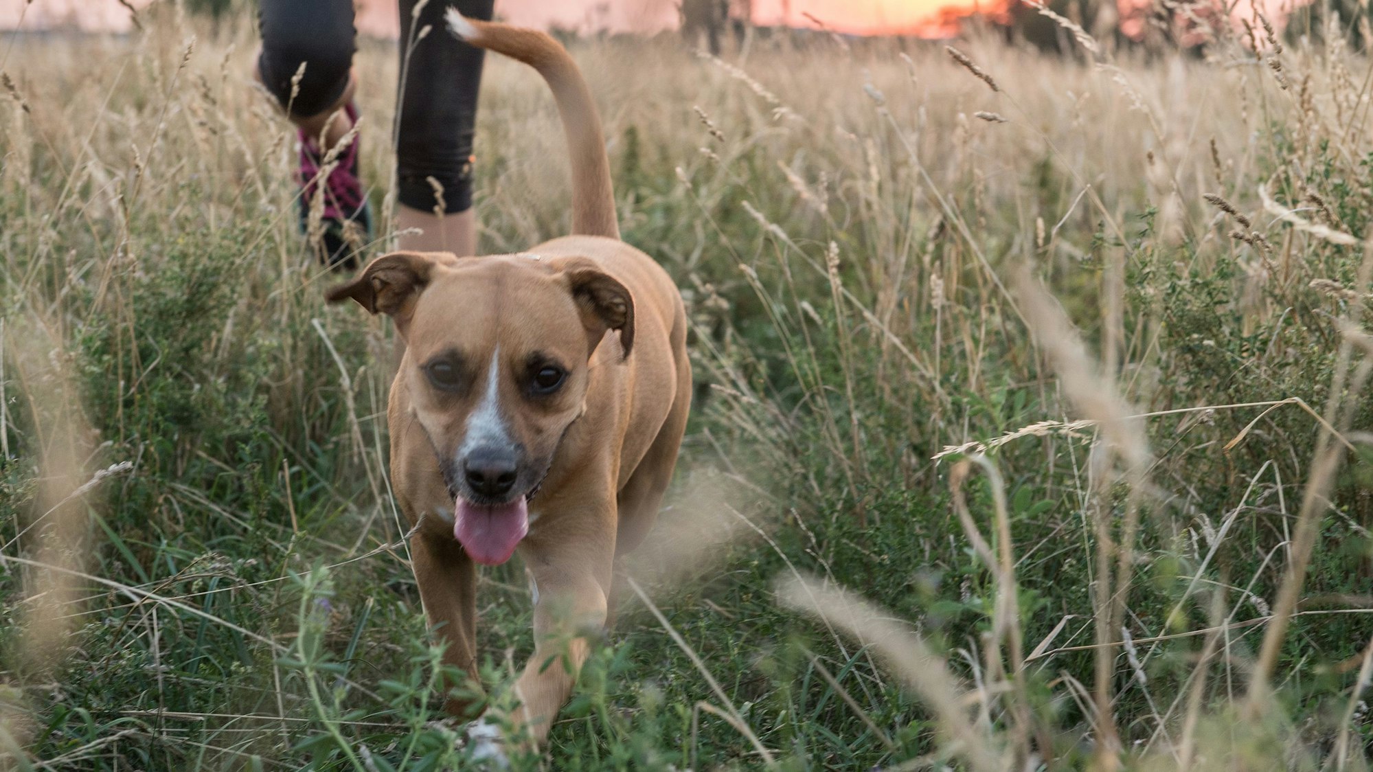 Im hohen Gras sitzen Zecken an den Halmen und warten nur darauf, dass sie von Hund, Katze oder Mensch abgestreift werden.