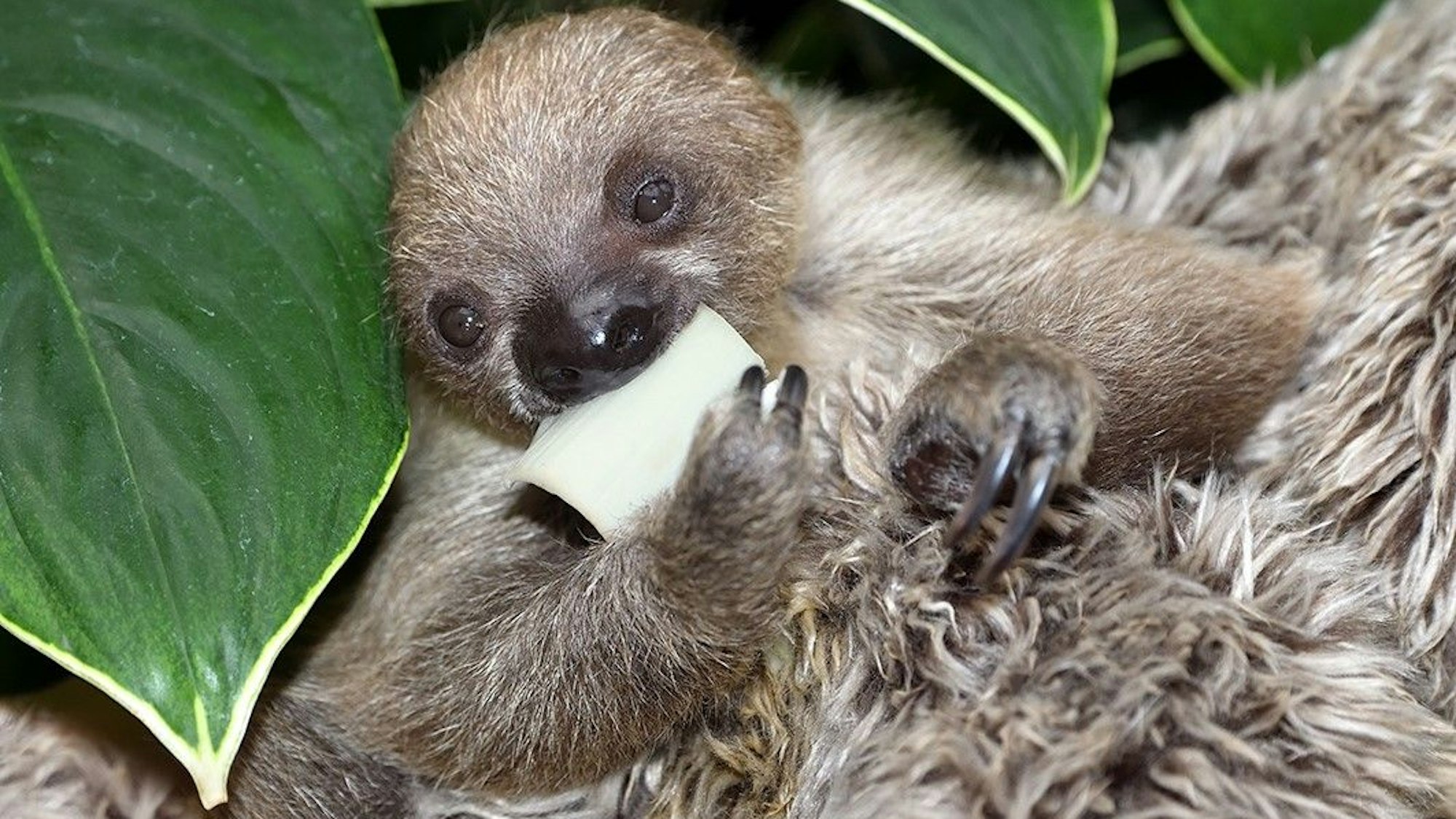 Faultier-Baby im Kölner Zoo