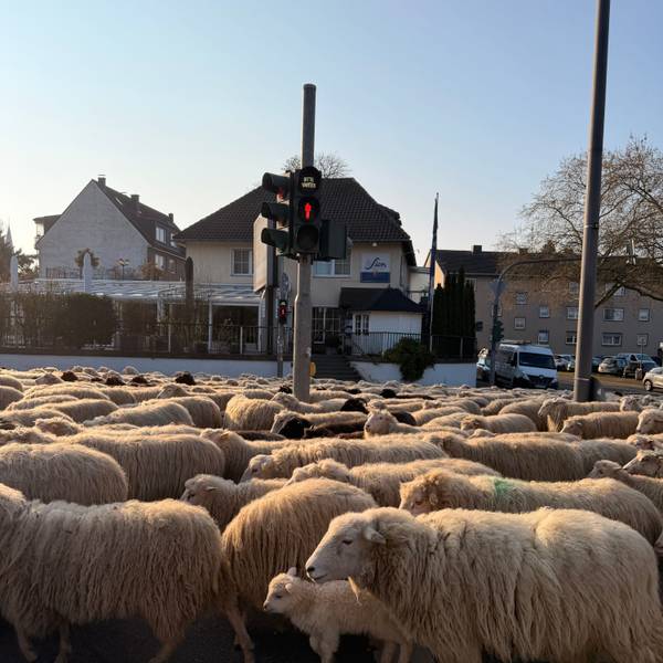 Eine Herde Schafe überquert die Straßenkreuzung in Köln-Longerich.
