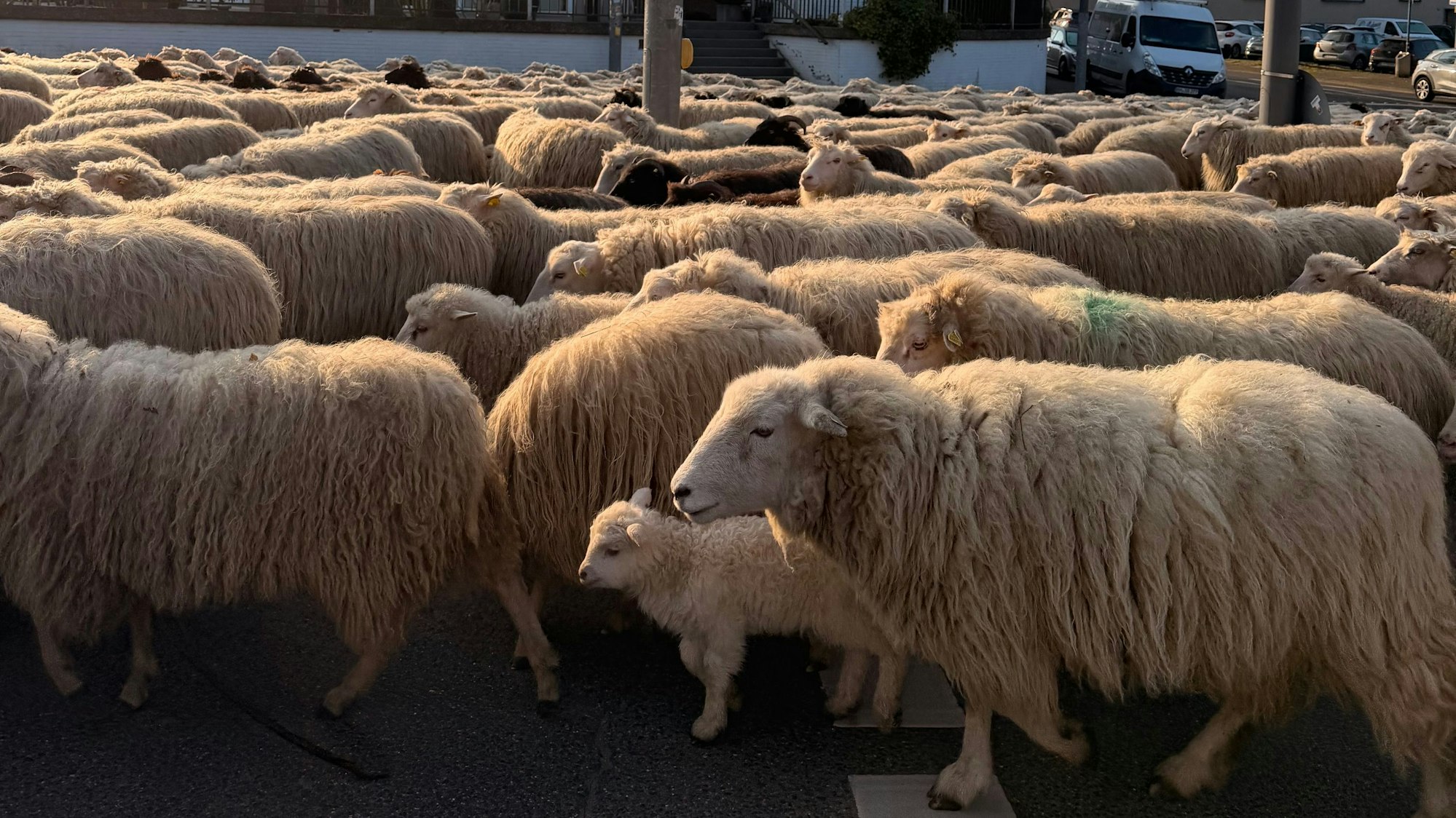 Ein Hirte führt seine Schafe über eine Verkehrskreuzung in Longerich.