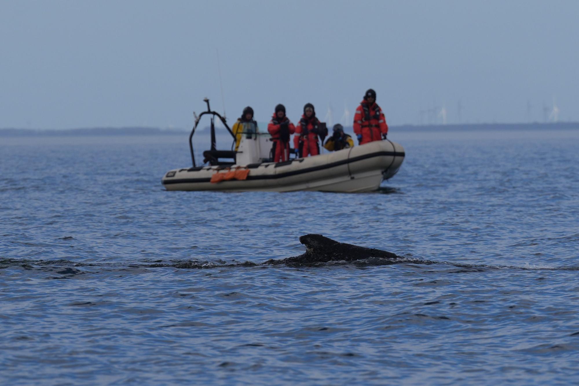 27.03.2026, Schleswig-Holstein, Timmendorfer Strand: Ein Buckelwal schwimmt begleitet von Schlauchbooten in der Ostsee. Der in der Ostsee vor Niendorf gestrandete Wal hatte sich in der Nacht zuvor befreit. Das Tier schwimmt nun wieder in der Ostsee und wird von Schiffen der Küstenwache und Polizeibooten begleitet. (zu dpa: «Befreiter Wal schwimmt in Ostsee - Beobachtung abgebrochen») Foto: Marcus Brandt/dpa +++ dpa-Bildfunk +++