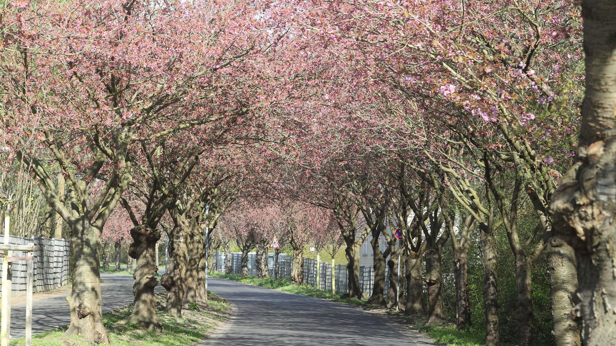Die Kirscblüten Bäume in der Region stehen in den Startlöchern.
Premnitzer Straße in Lülsdorf