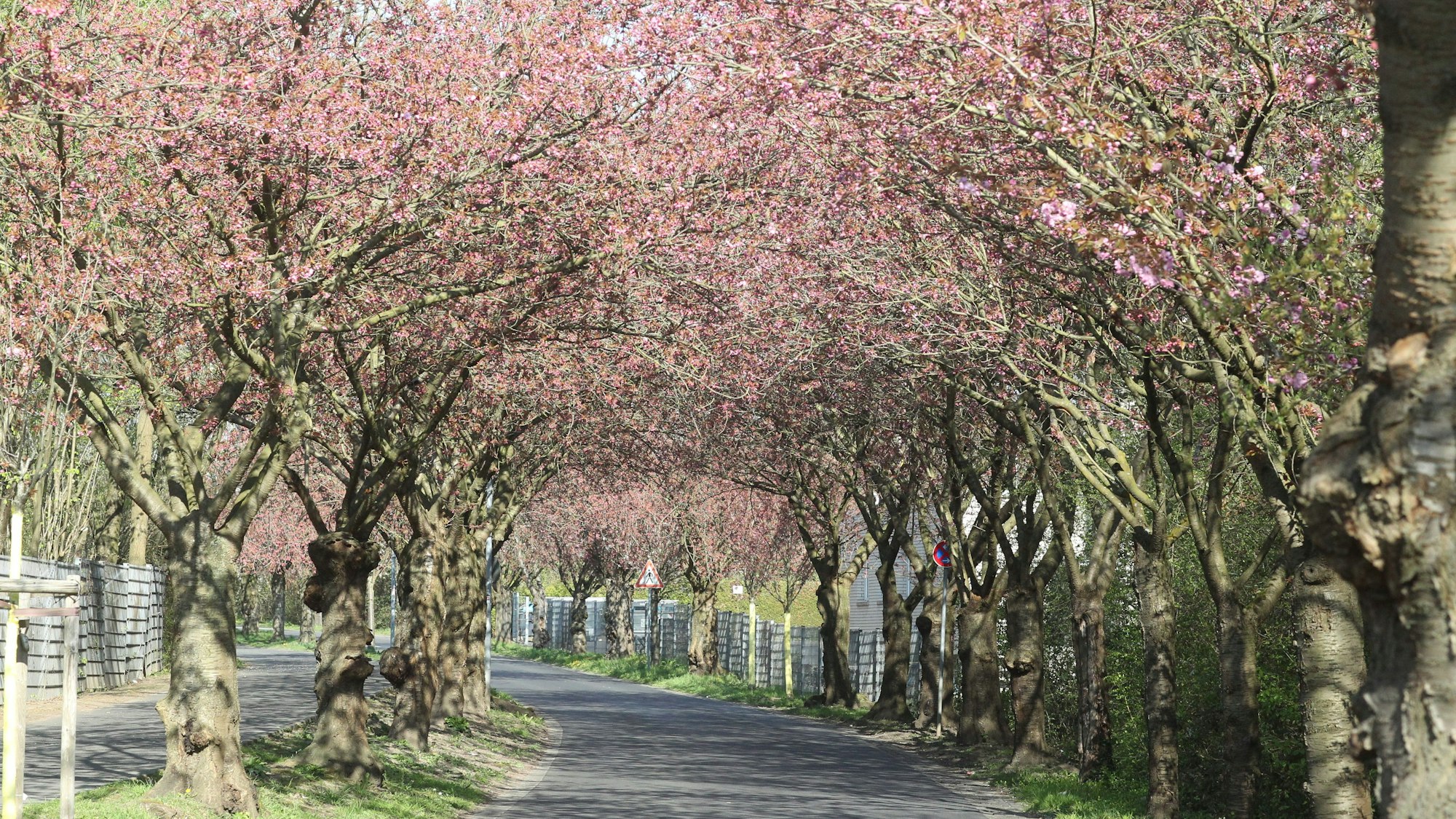 Die Kirscblüten Bäume in der Region stehen in den Startlöchern.
Premnitzer Straße in Lülsdorf
