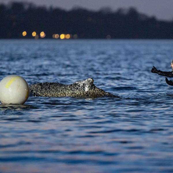 Helfer weist einen Bagger ein. Mehrere Bagger arbeiten in der Nähe von einem gestrandeten Wal. Experten versuchen erneut, den vor Timmendorfer Strand festsitzenden Buckelwal freizubekommen.
