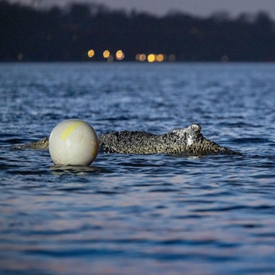 Helfer weist einen Bagger ein. Mehrere Bagger arbeiten in der Nähe von einem gestrandeten Wal. Experten versuchen erneut, den vor Timmendorfer Strand festsitzenden Buckelwal freizubekommen.