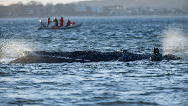 Der gestrandete Wal vor Timmendorfer Strand schwimmt wieder in der Ostsee-Bucht. (Archivbild)