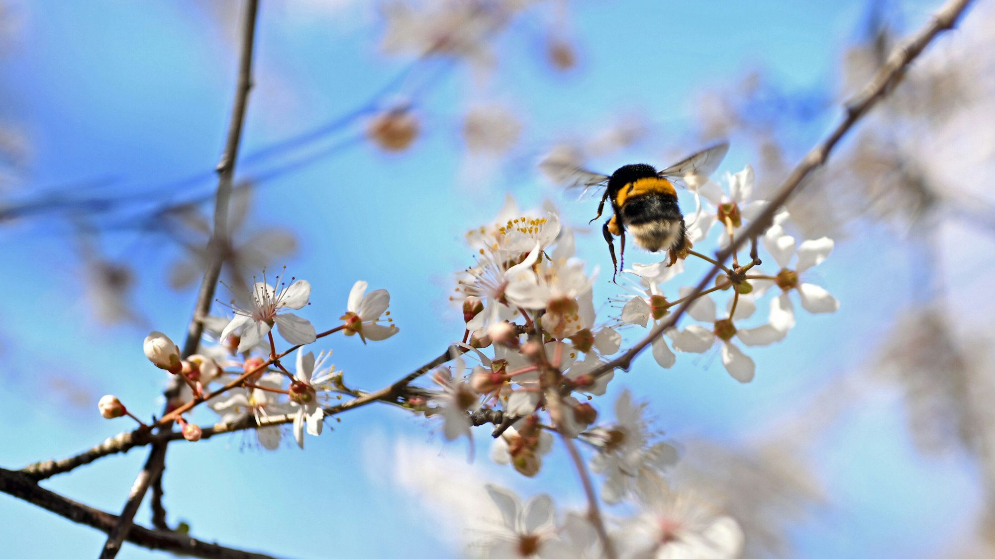 Das Foto zeigt eine Hummel zwishen blühenden Ästen.