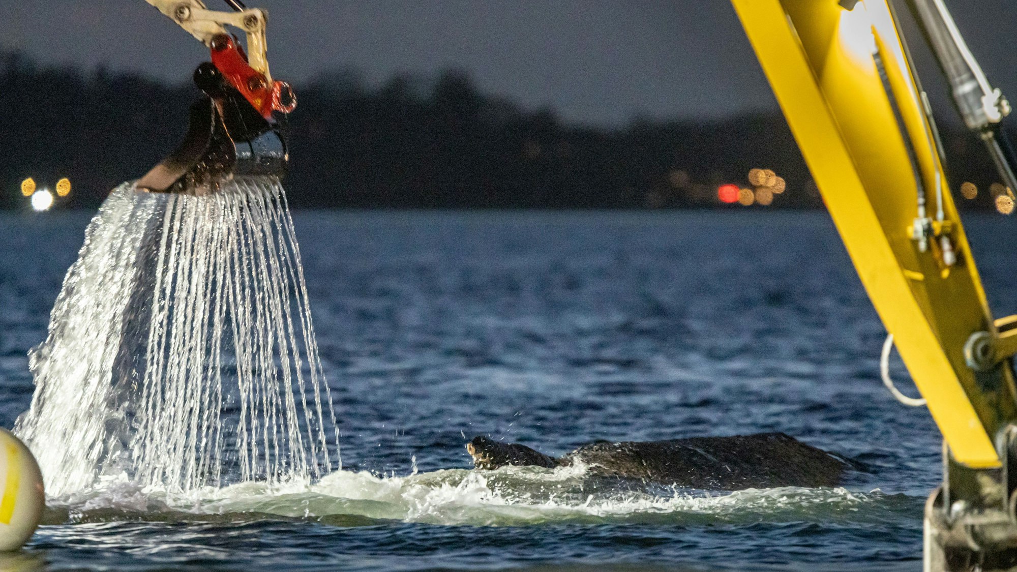 Mehrere Bagger arbeiten in der Nähe von einem gestrandeten Wal.