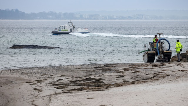 Auch ein Saugbagger kam bei der Rettung des Buckelwals am Timmendorfer Strand zum Einsatz.