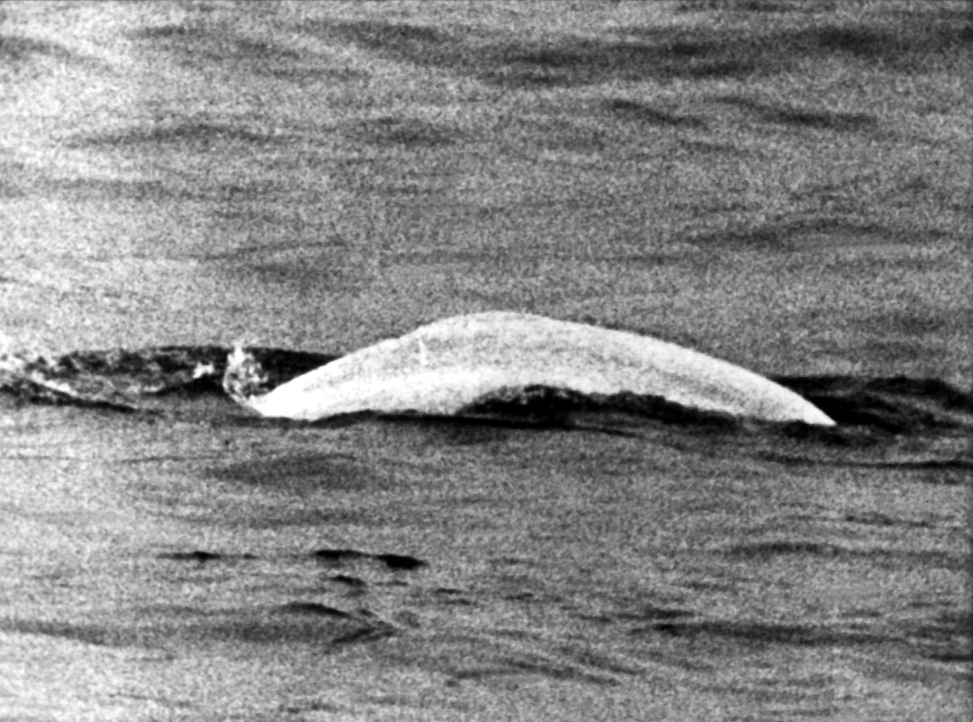 1966 - Der weiße Beluga im Rhein