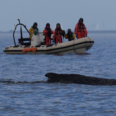 Wo der Wal aktuell genau ist, ist nicht bekannt.