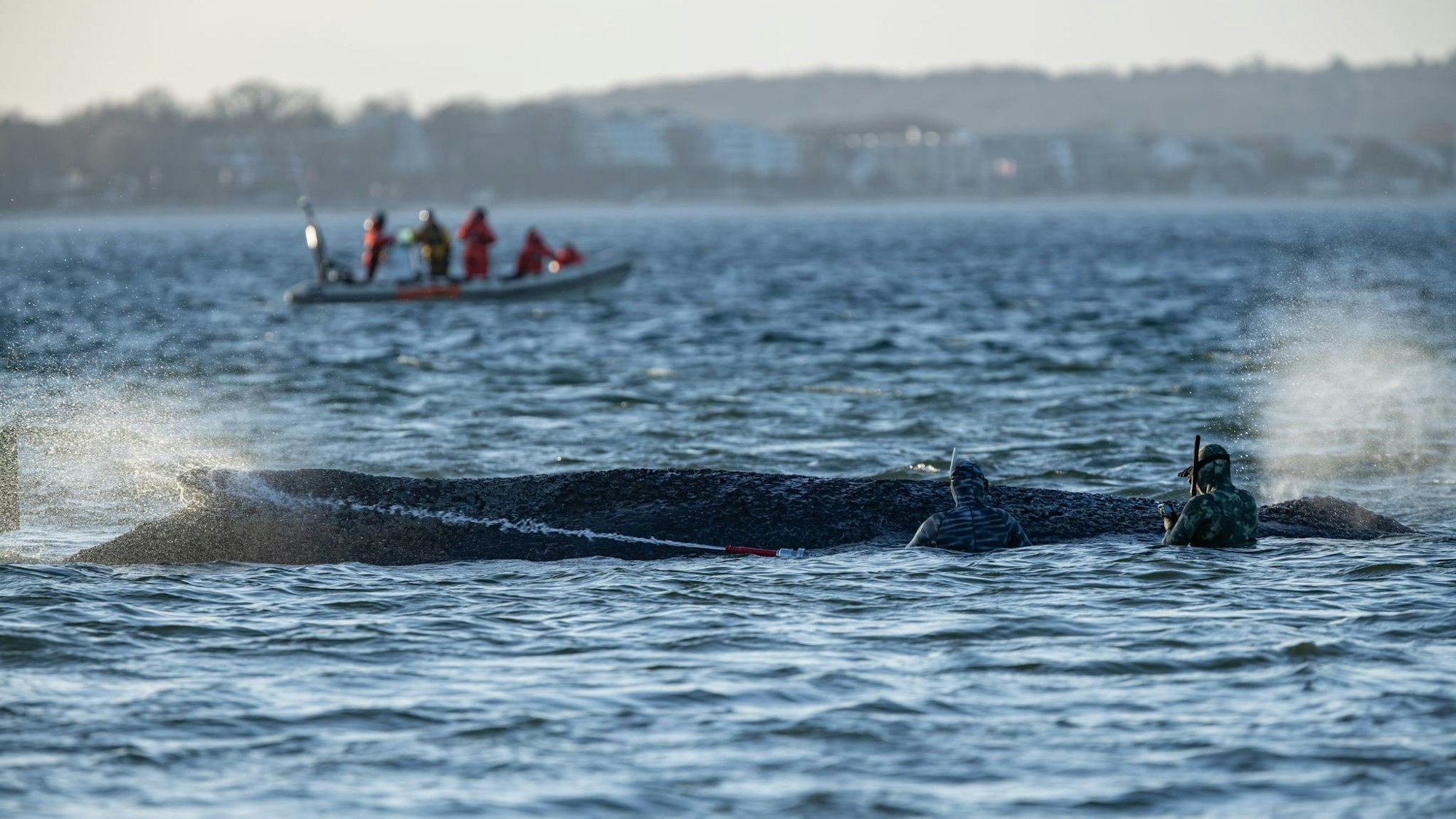 Gestrandeter Wal an der Ostseeküste