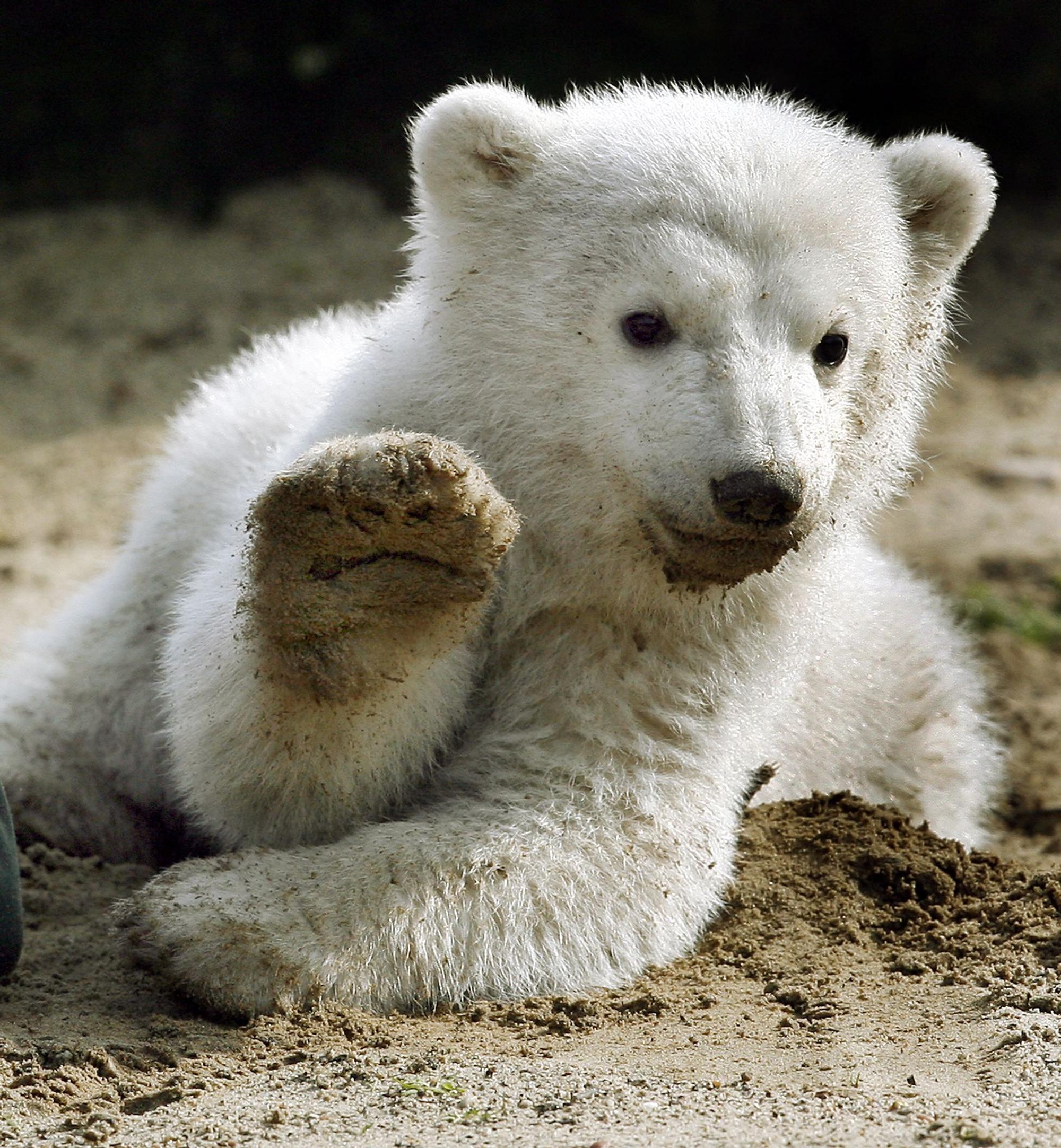 Eisbär Knut
