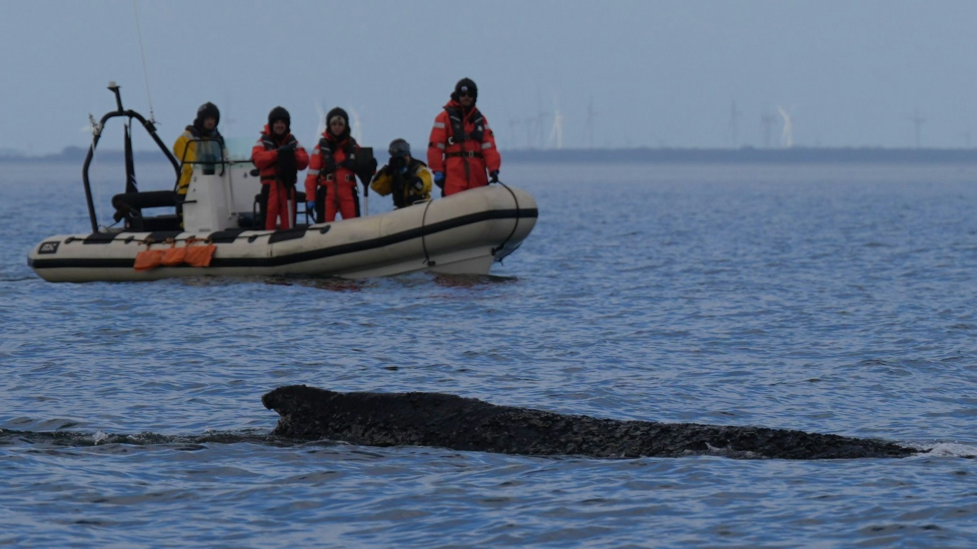 Timmendorfer Strand: Ein Buckelwal schwimmt am Freitag begleitet von Schlauchbooten in der Ostsee. Nun ist er erneut gestrandet.