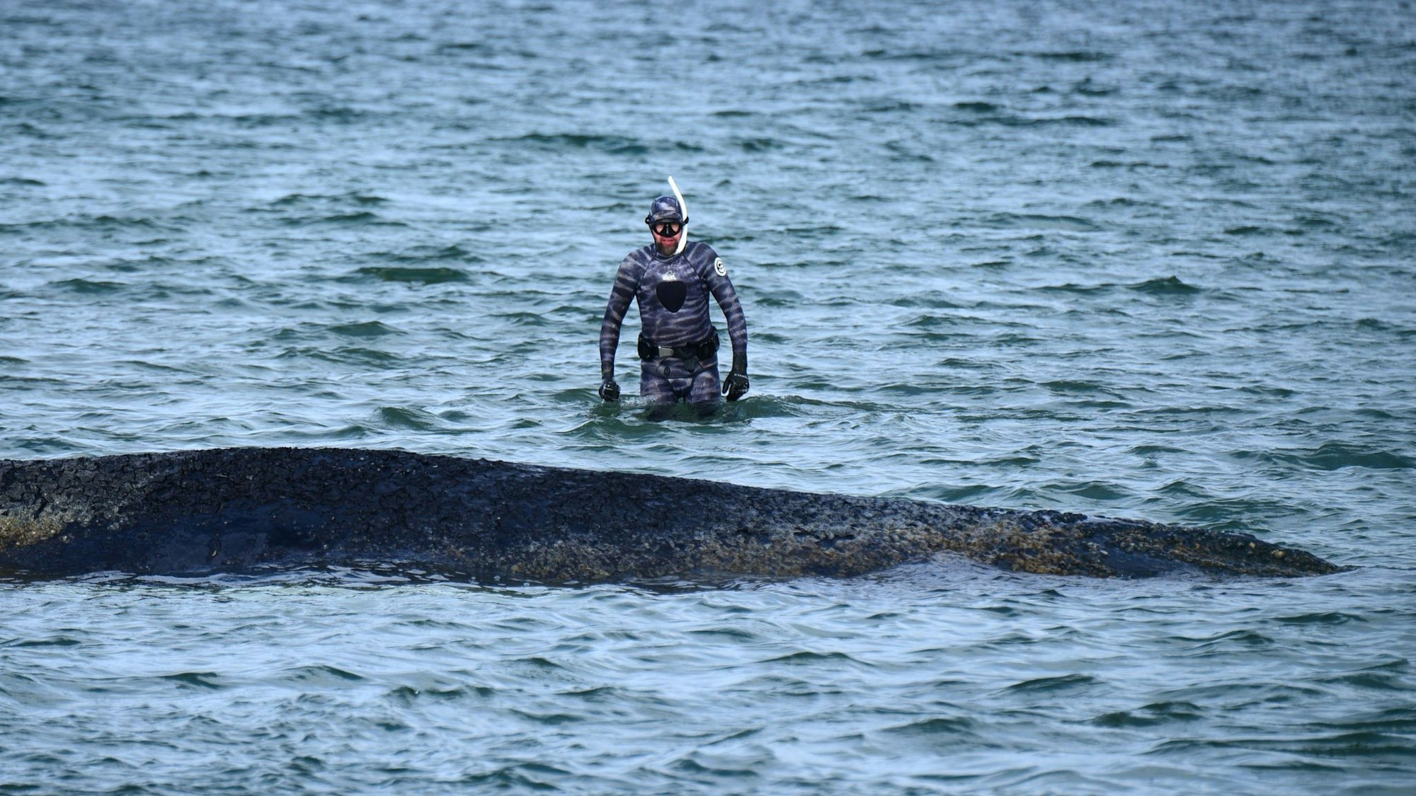 Wal an der Ostseeküste gestrandet.