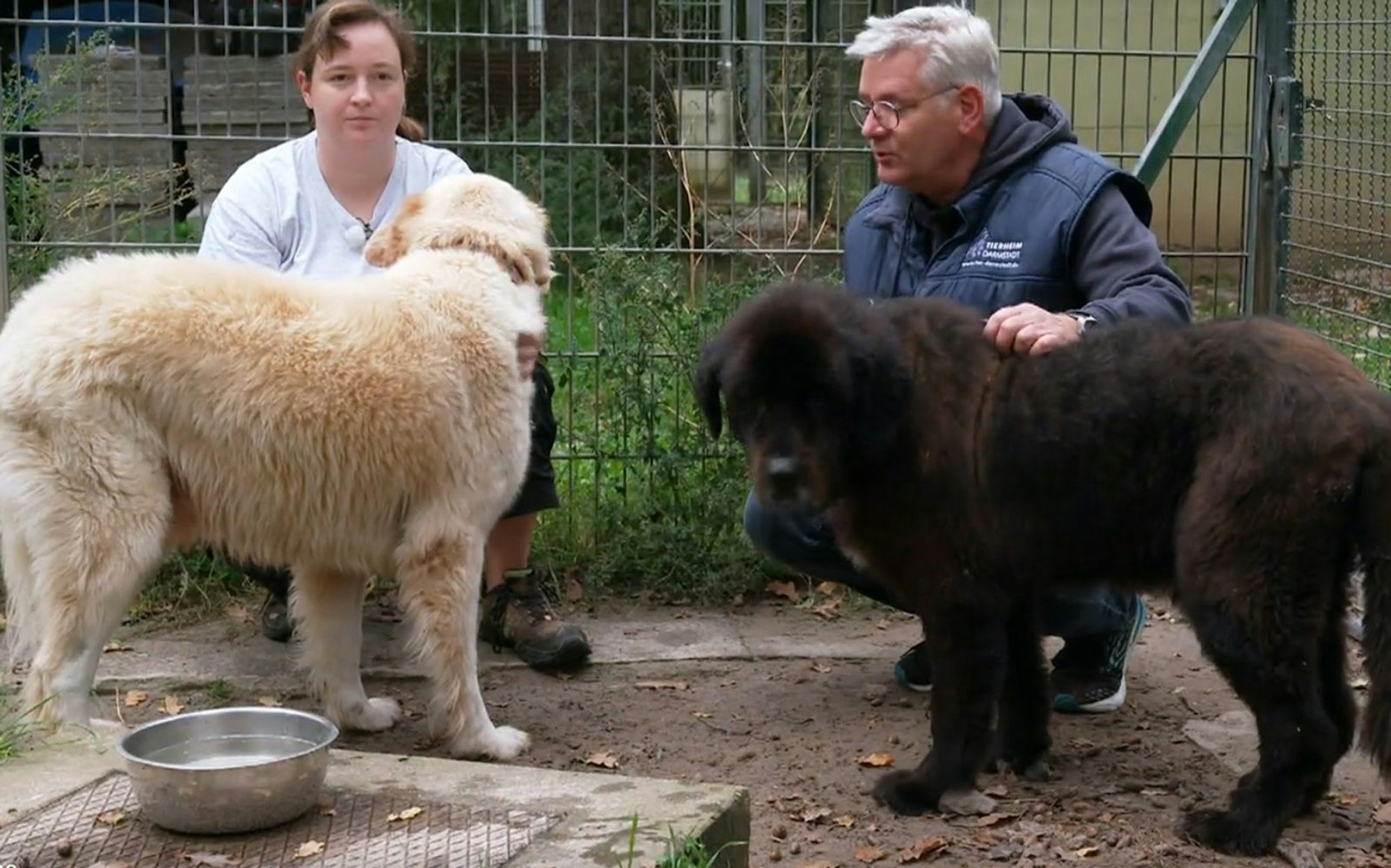 Das Tierheim Darmstadt hatte Bruno und Hundekumpel Willi zuvor völlig verwahrlost aufgenommen. (Bild: RTL)