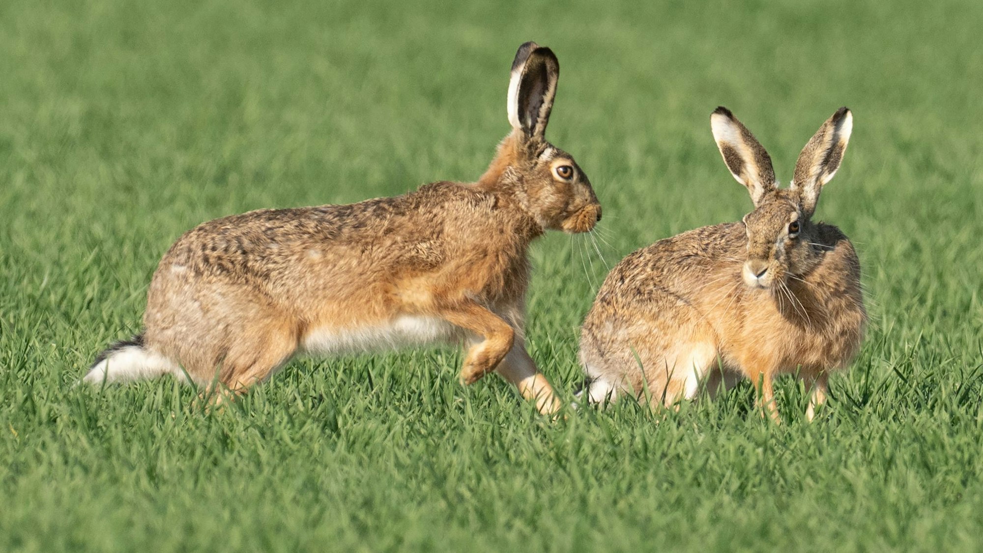 Feldhasen in der Sonne
