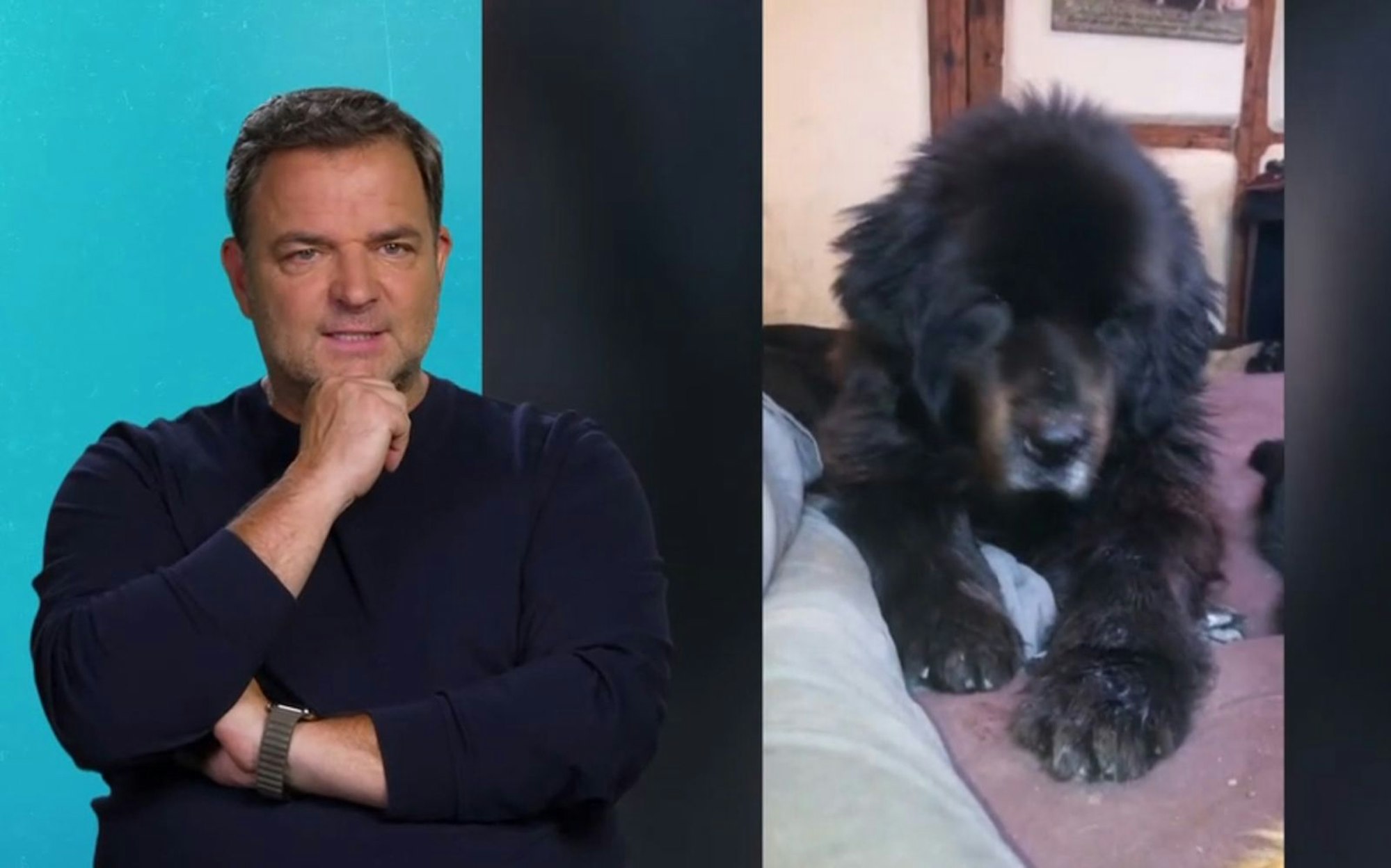 Martin Rütter bekommt eine traurige Nachricht zu Hütehund Bruno. (Bild: RTL)