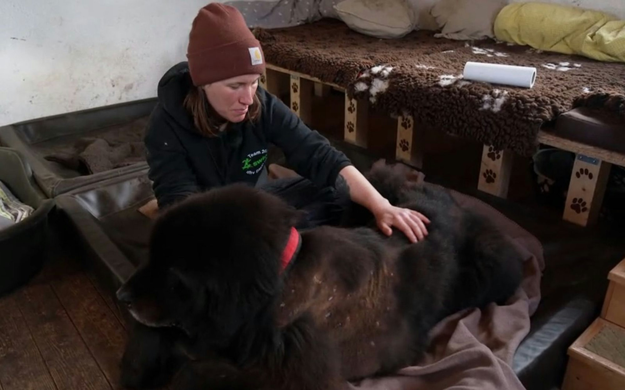 Kurz nach der Vermittlung wird der zwölfjährige Rüde schwer krank. (Bild: RTL)