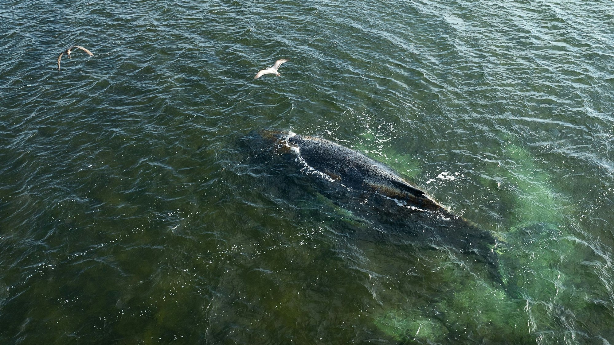 Eine Drohnenaufnahme herausgegeben von Greenpeace zeigt den Buckelwal in der Wismarbucht.