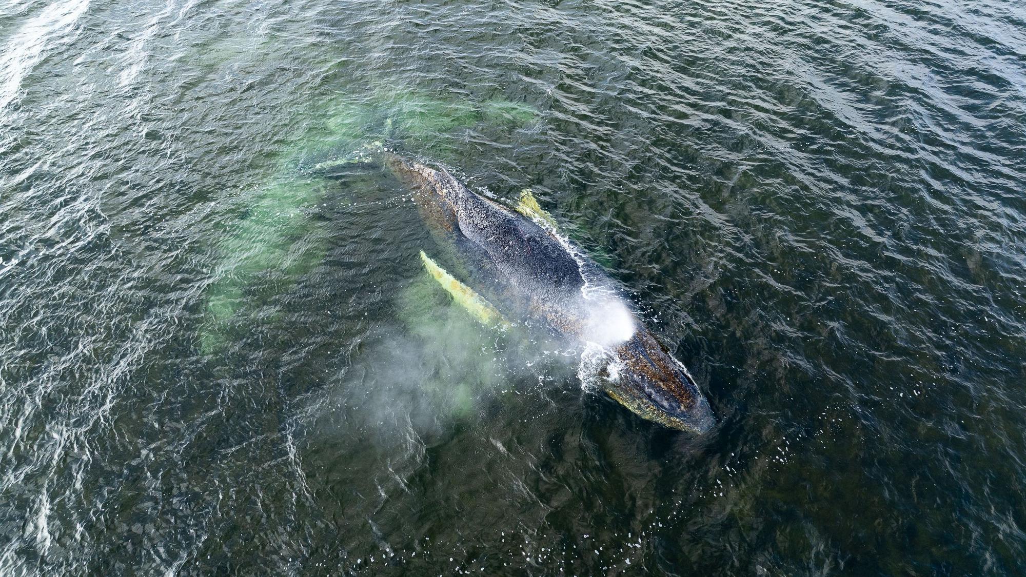 Eine Drohnenaufnahme herausgegeben von Greenpeace zeigt den Buckelwal in der Wismarbucht.